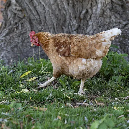 Le Cocon - Domaine Du Colombier Vaux-Marquenneville