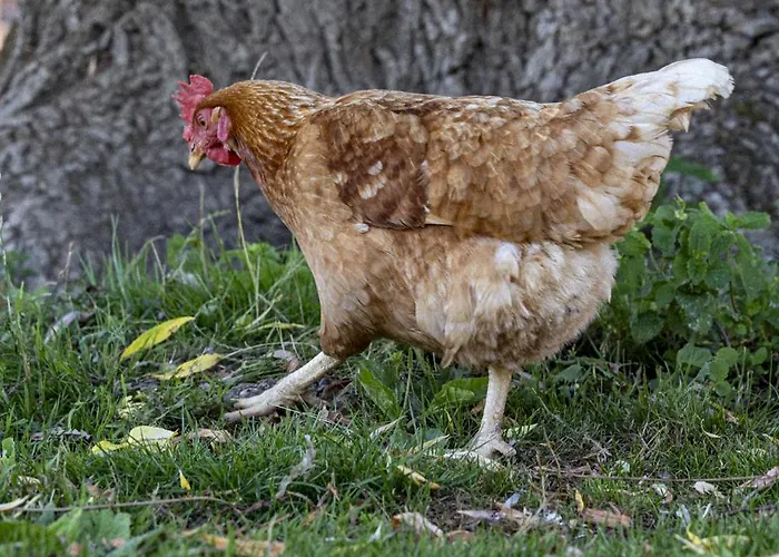 Le Cocon - Domaine Du Colombier Vaux-Marquenneville
